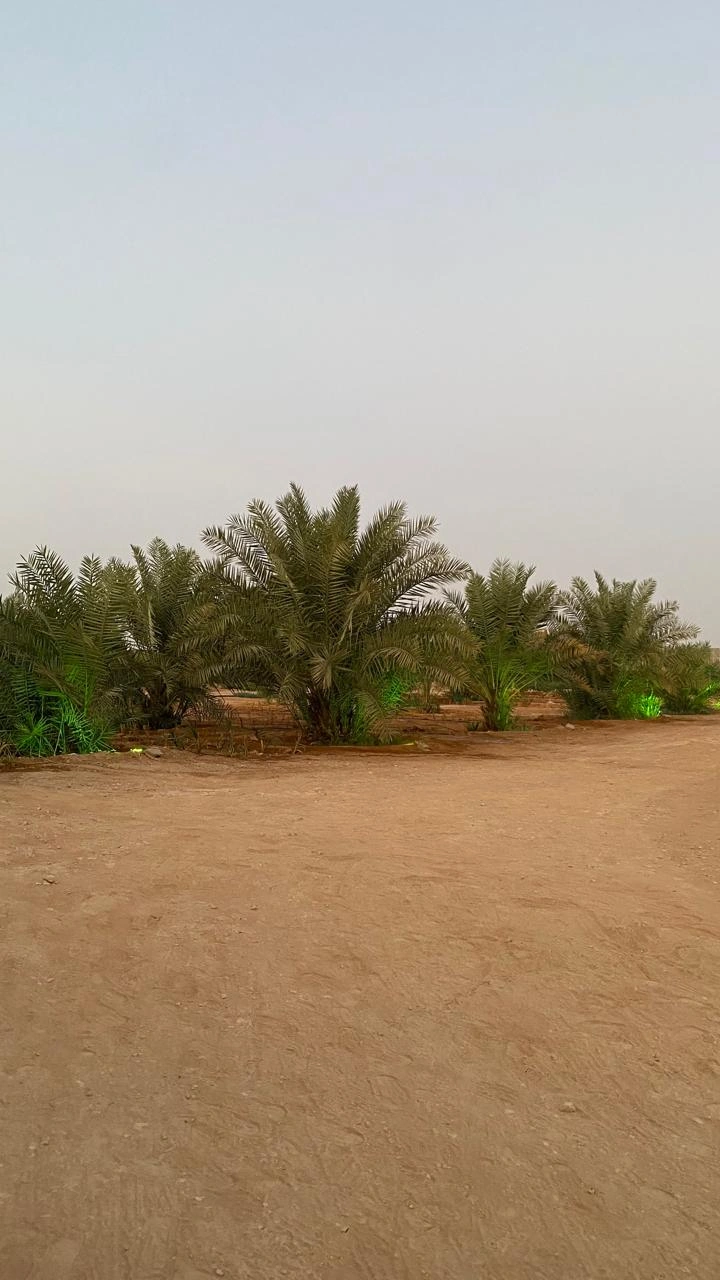 نخيل الواحة عند الغروب